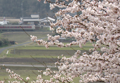 桜と特急やくも