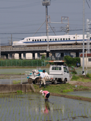 田植え2