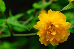 ヤマブキ～海蔵寺