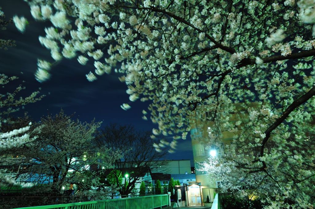 桜～神田川