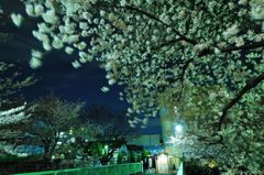桜～神田川
