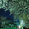 桜～神田川