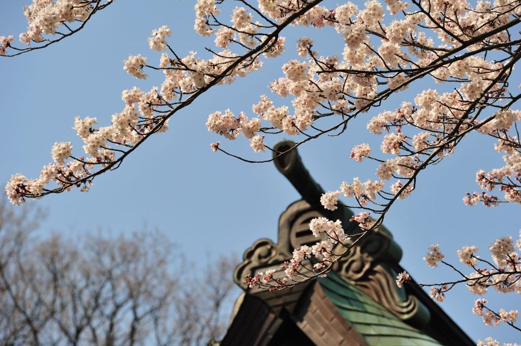 桜～報国寺