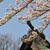 桜～報国寺