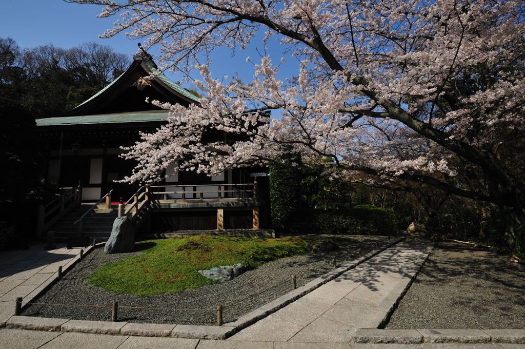 桜～報国寺