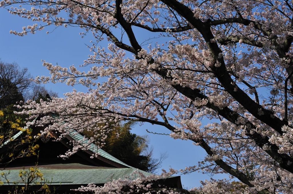 桜～報国寺
