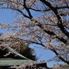 桜～報国寺