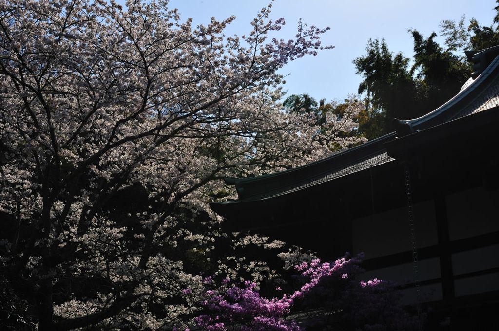 桜～報国寺