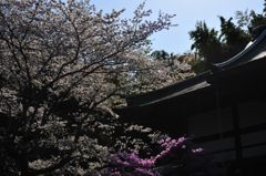 桜～報国寺