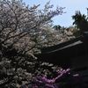 桜～報国寺