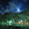 月夜桜～其の二