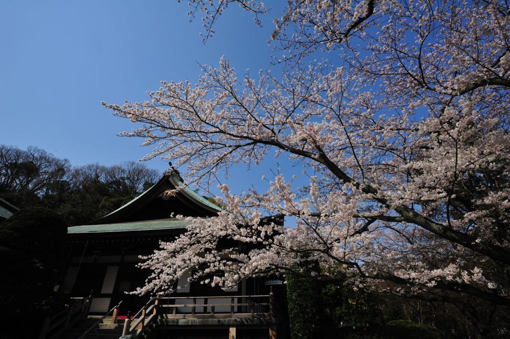 桜～報国寺