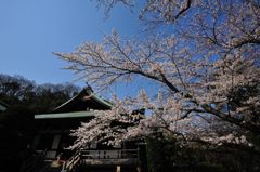 桜～報国寺