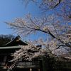 桜～報国寺