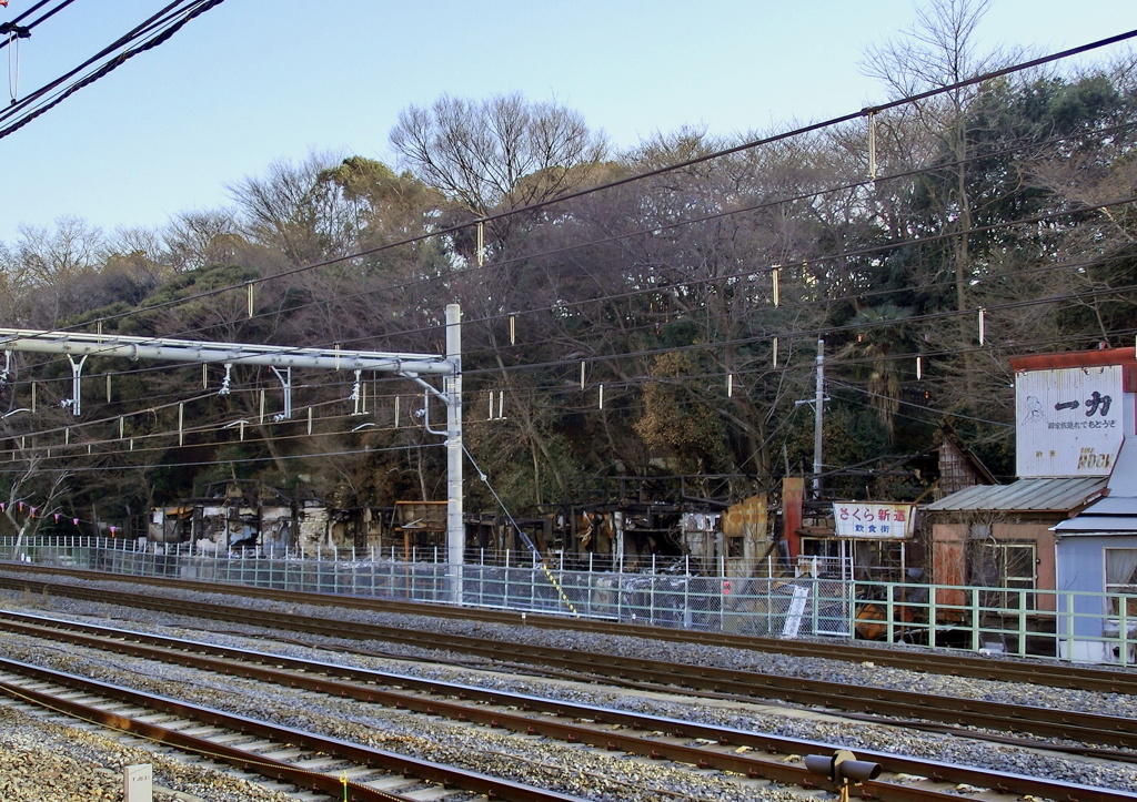あぁ、桜新道…(T_T)