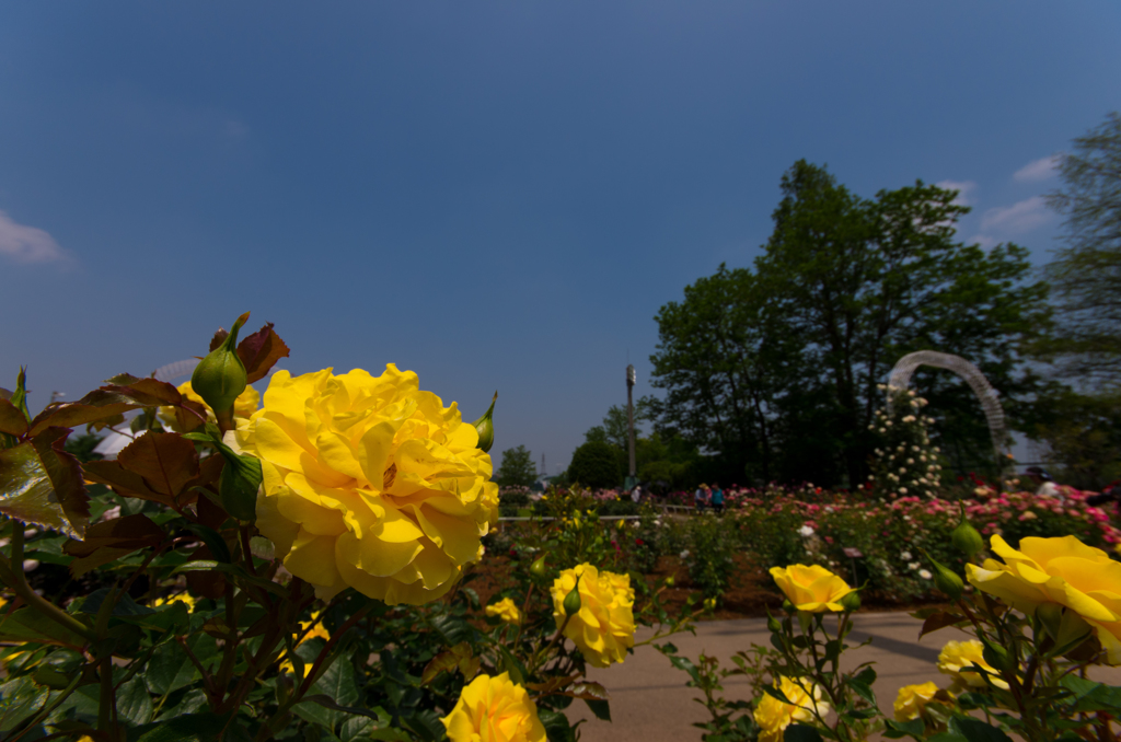 薔薇園の風景