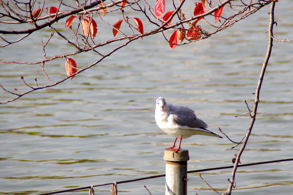 こっちも待機中