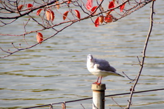 こっちも待機中