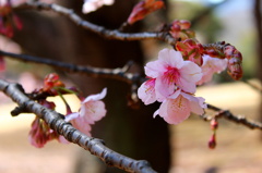 寒桜も咲いてます！