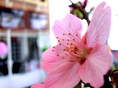 盆栽ですが②