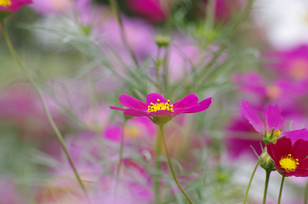 コスモス咲いてます！