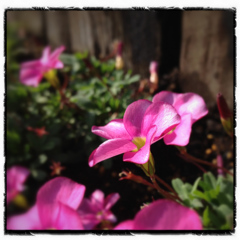 わがままなお花？
