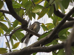 新宿のヒヨドリ