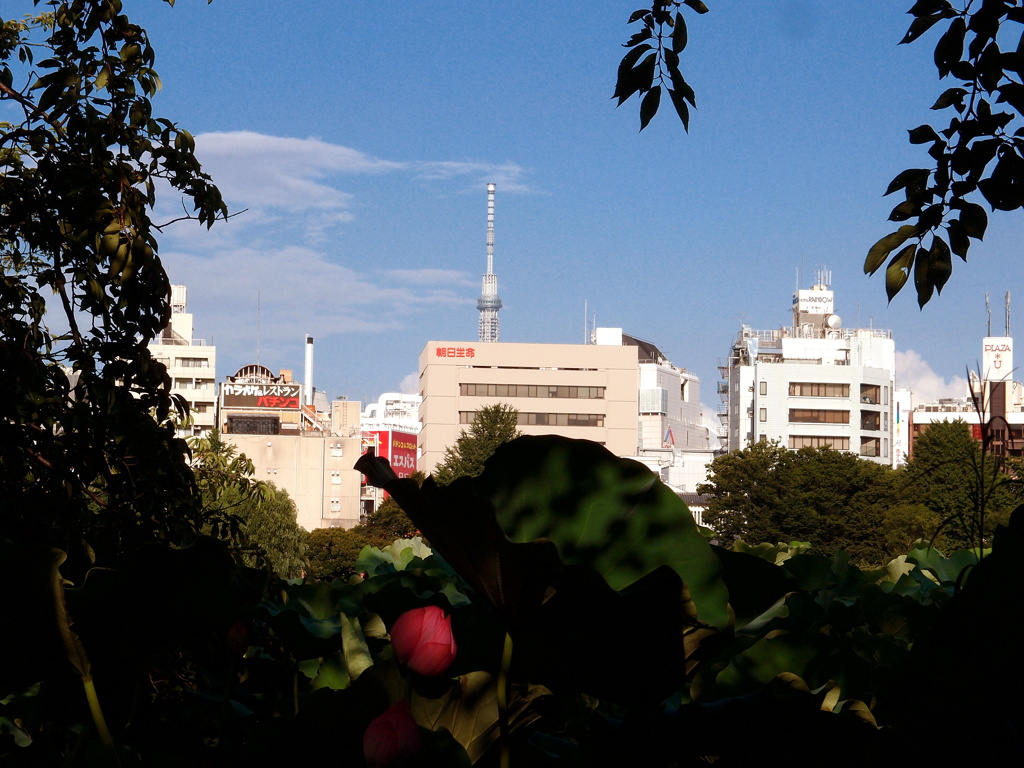 明日咲くかな？