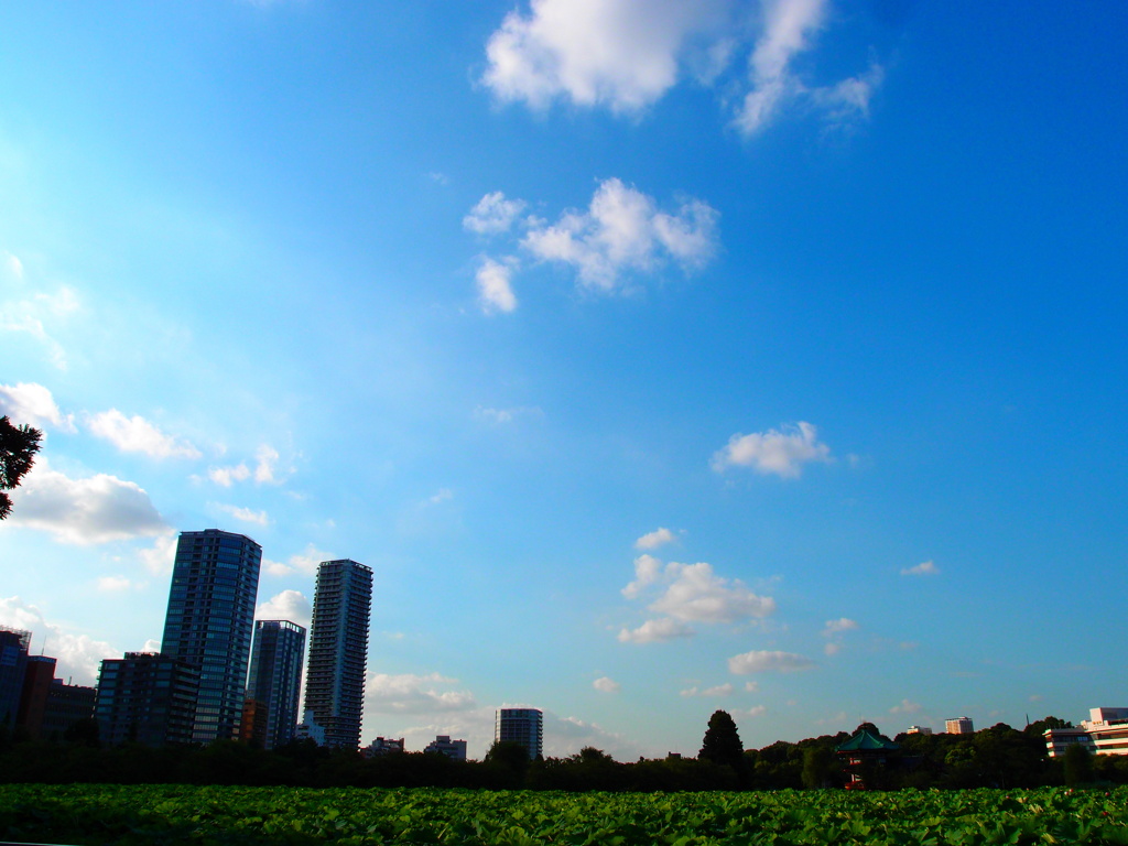 蓮池の青空