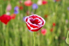 ポピー畑の一輪