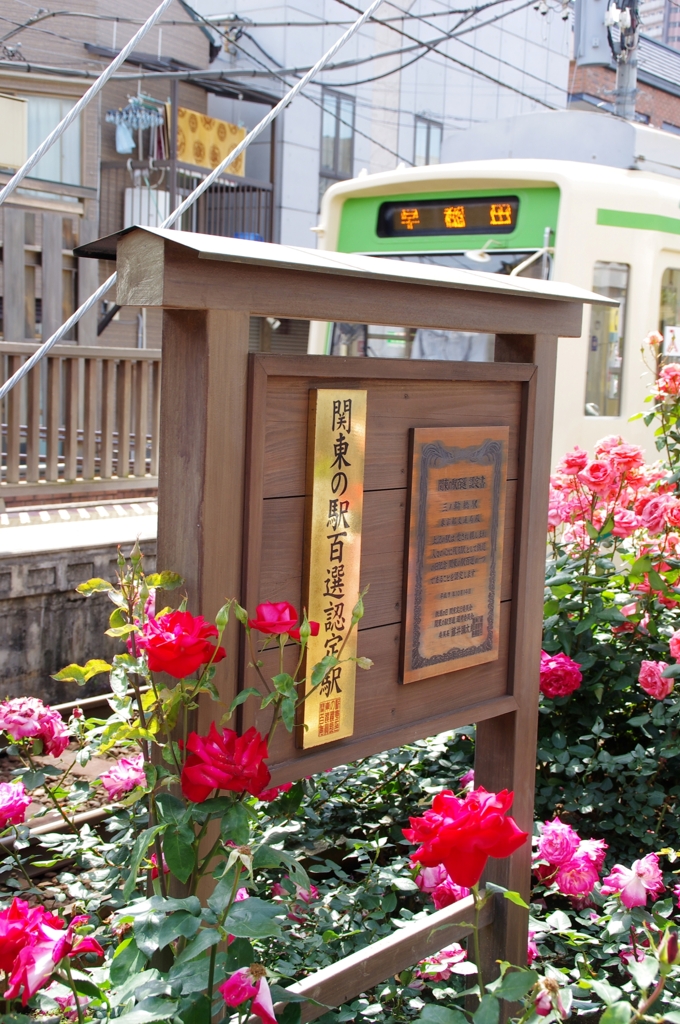 バラと都電8