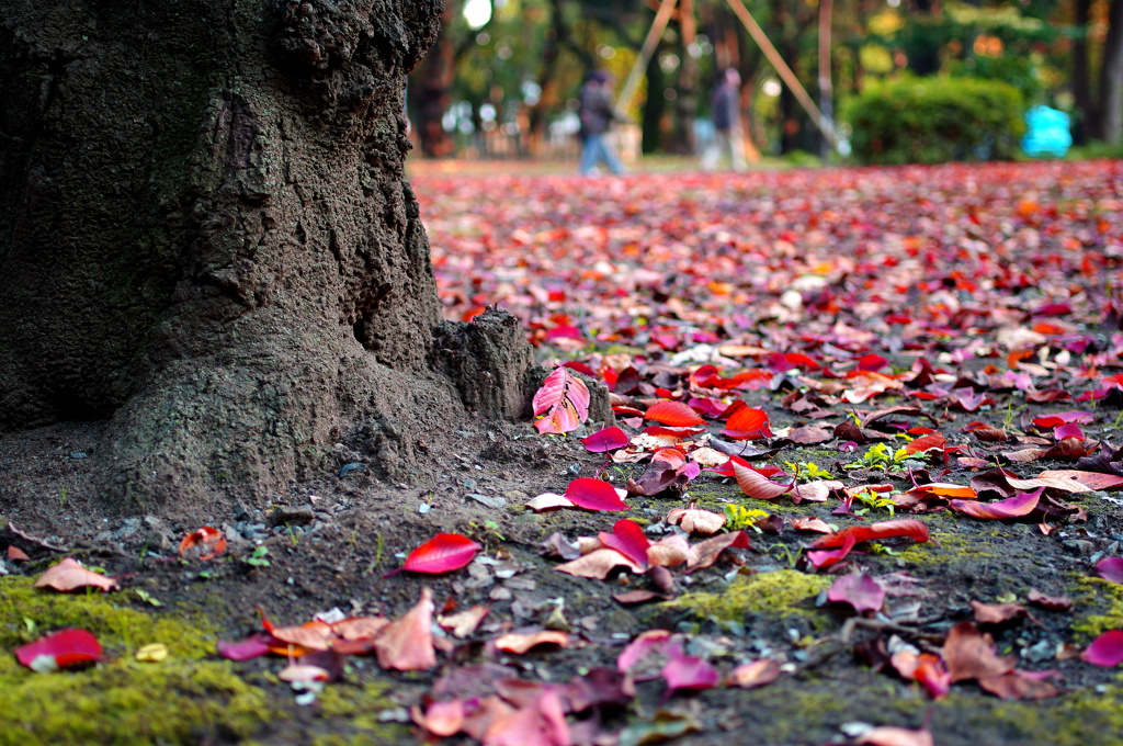 上野の落ち葉は良い感じ！