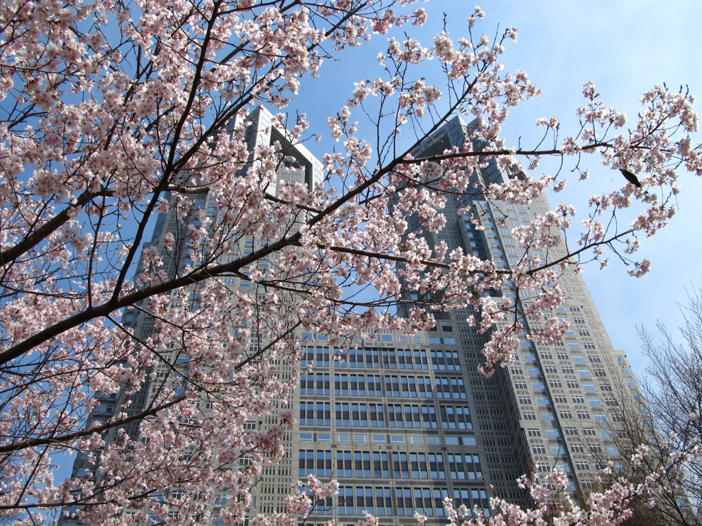 桜に包まれる都庁舎