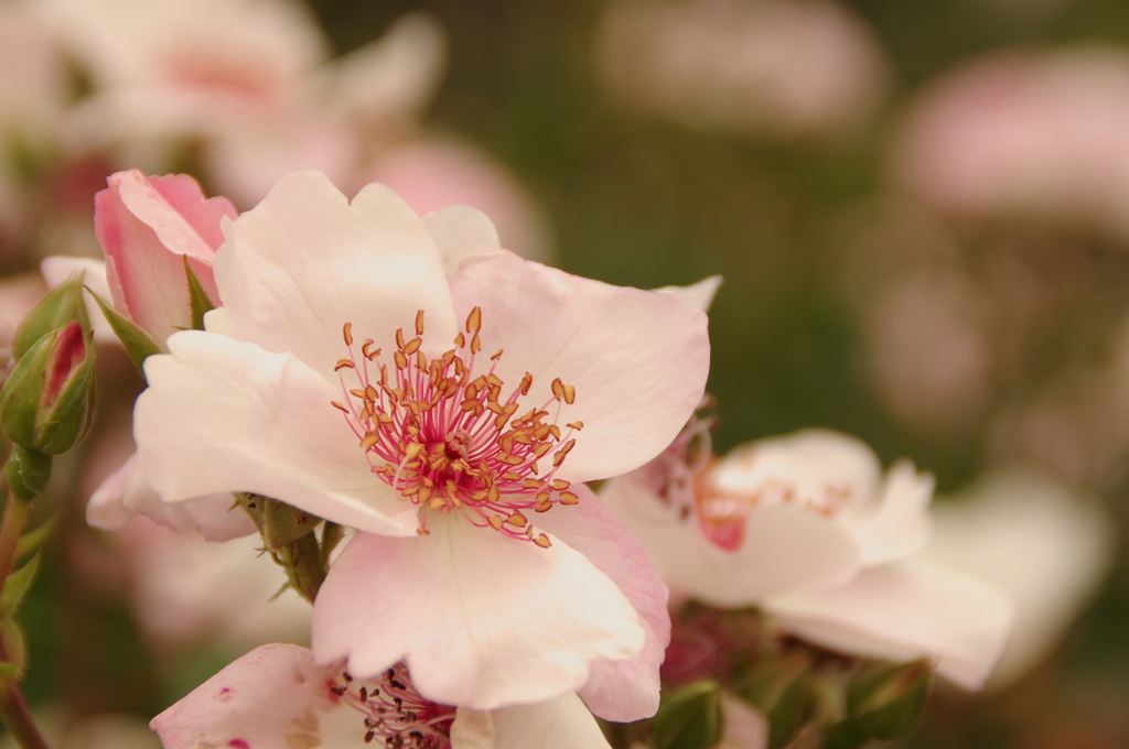 桜色のバラ？
