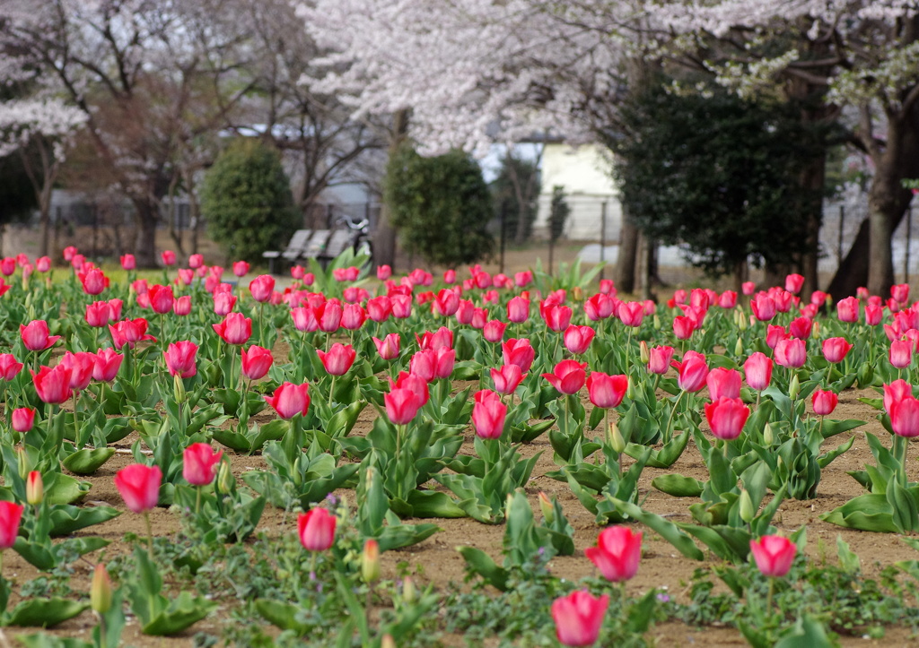 チューリップ桜
