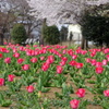 チューリップ桜
