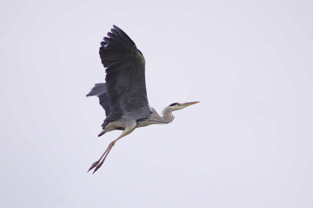 青鷺くん羽ばたき！