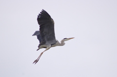 青鷺くん羽ばたき！