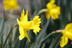 スイセンの向く方には・・・