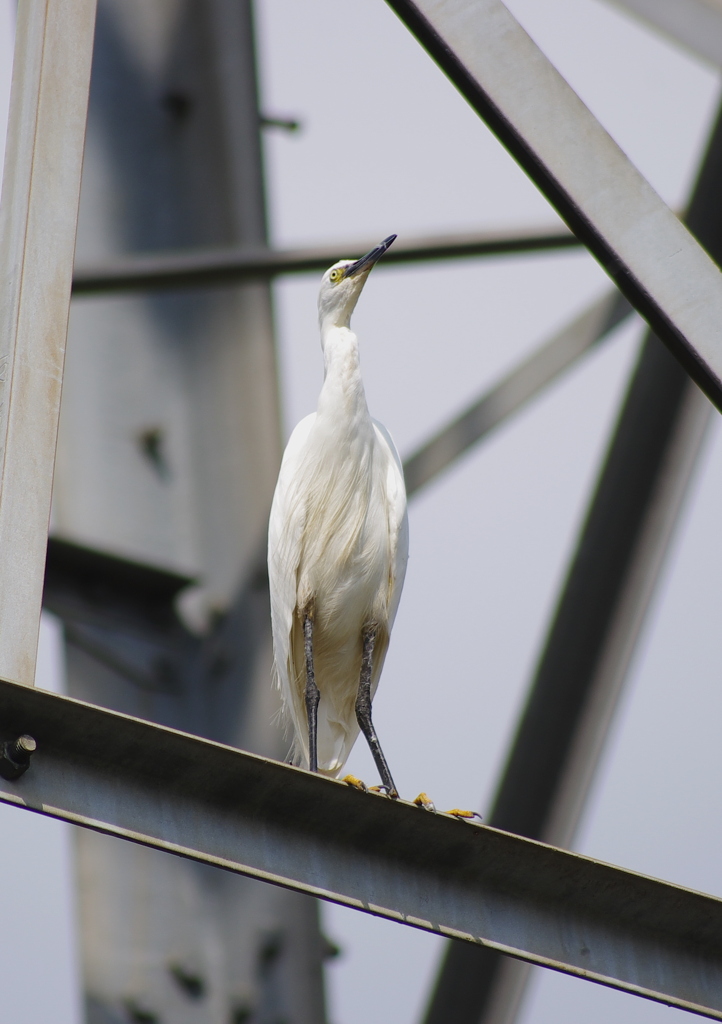 見上げてます！