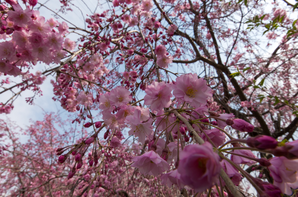 枝垂れるお花