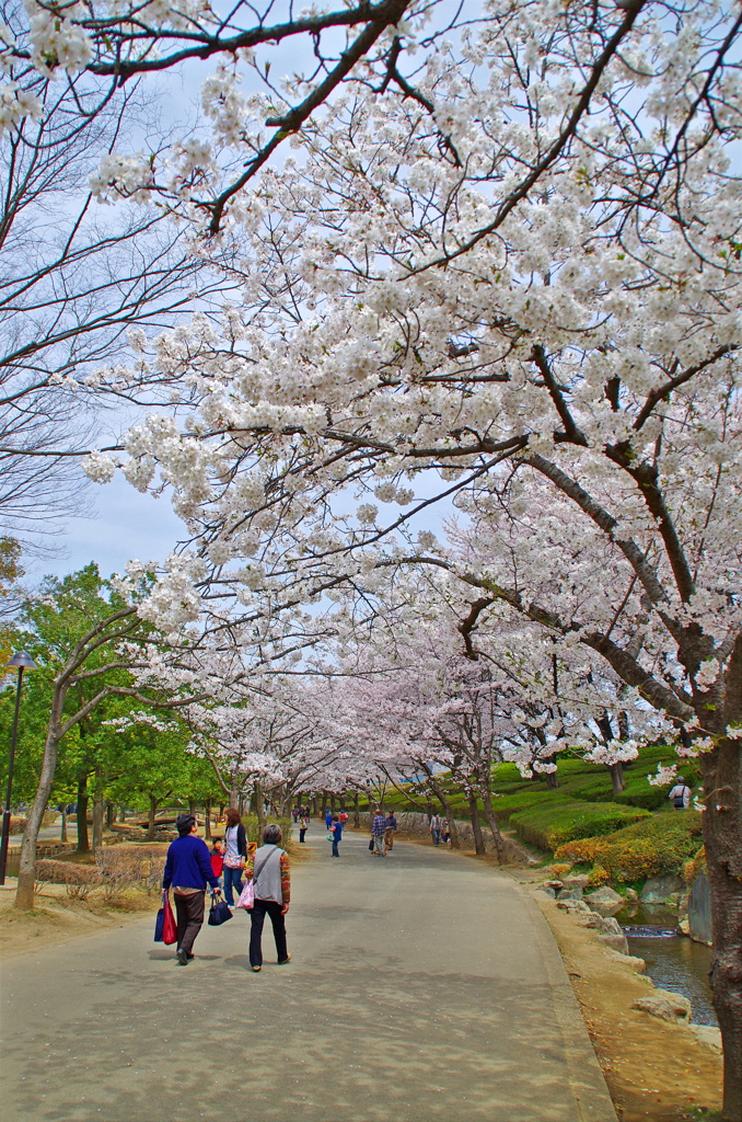 お花見（なんちゃってHDR)