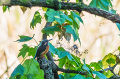 Kingfisher in the park ②
