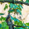 Kingfisher in the park ②