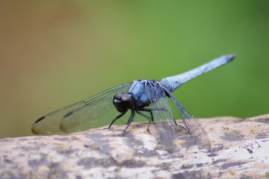 メカニックな体