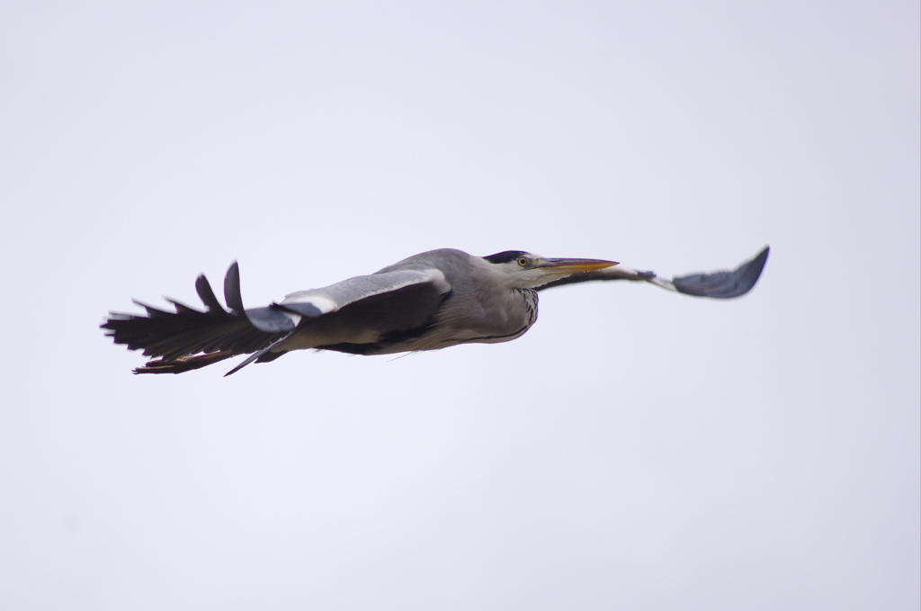 青鷺くん飛んでます！