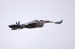 青鷺くん飛んでます！