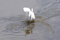 鷺くん魚Get!