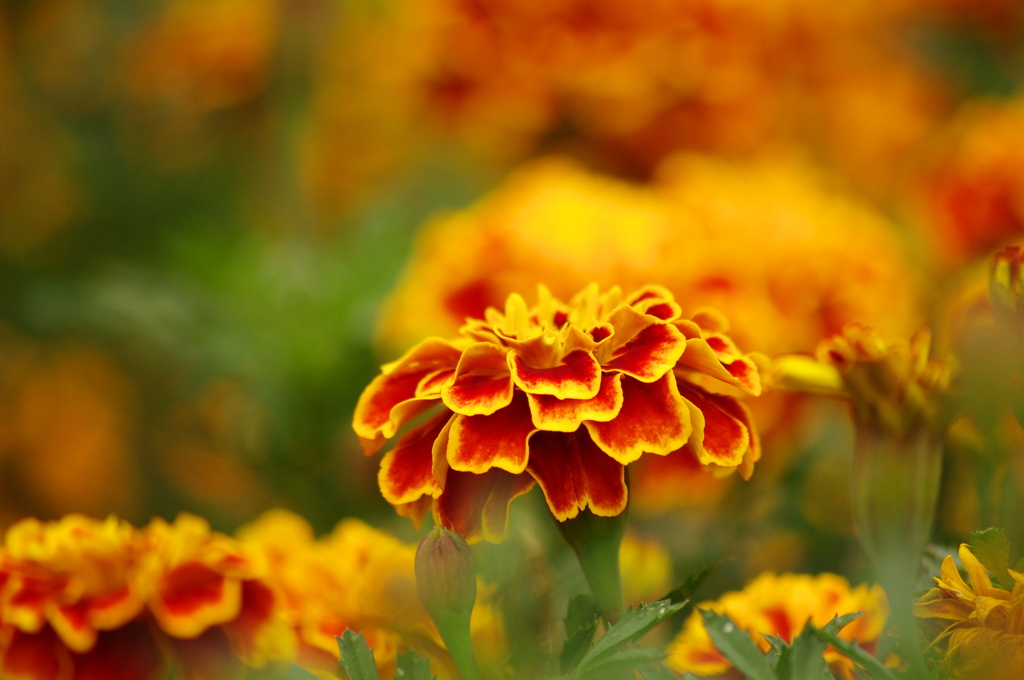 マリーゴールド（2）