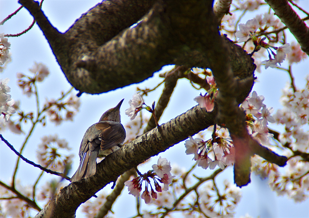 至近距離での花見(^。^)